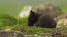 Arctic Cross Fox Kit Feeds On Prey Near Den On Marine Tundra