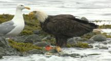bald eagle and glaucous-winged gull scavenging for salmon in intertidal