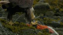 bald eagle and glaucous-winged gull scavenging for salmon in intertidal