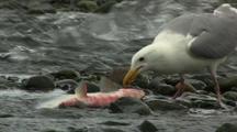 Seagull Scavenging Pecking At Dying Salmon On Gravel Riverside