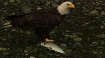 Bald Eagle Eats Salmon On Gravel River Bank