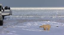 Polar Bear Poses For Tundra Buggy In Snow