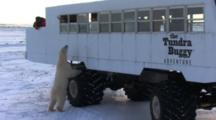 Close Up Paws Of Polar Bear Pull To Reveal Tundra Buggy And Tourists Watching Curious Bear