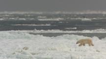 Exnice Polar Bear Walks Across Pack Ice Moving In Ocean Swell, Slate Gray Ocean And White Ice Contrast