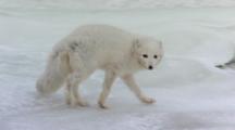 Arctic Fox Pauses Then Runs Across Pack Ice Out Of Frame