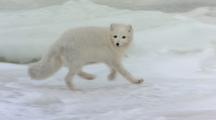 Arctic Fox Runs Across Pack Ice Out Of Frame