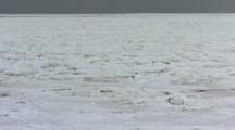 Wide Shot Of Pack Ice, Arctic Fox Appears Then Runs Out Of Frame