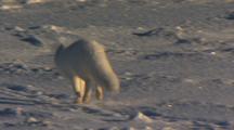 Arctic Fox Running On Tundra