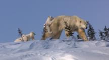 Clumsy Polar Bear Triplets Follow And Tug On Mother One Rides On Mothers Rump