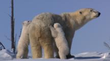 Restless Triplets Climb On And Tug Mother Polar Bear Wrestle And Play