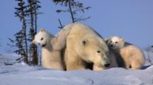 Restless Triplets Climb All Over Mother Polar Bear