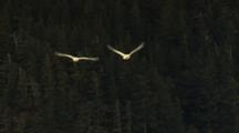 Two Trumpeter (Tundra) Swans Fly Away Over Green Boreal Forest