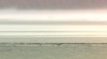 Trumpeter (Tundra) Swan, Common Goldeneye, Barrow's Goldeney Swim At Ice Edge Cordova, Alaska