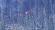 Spruce Beetle Killed Forest Engulfed In Flame And Smoke