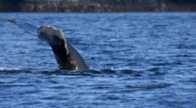 Humpback Whale Dives With View Of Dorsal Fin And Tail Fluke Exnice