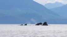 Humpback Whales Bubble Net Feeding In Southeast Alaska, Shot From Boat With Cineflex