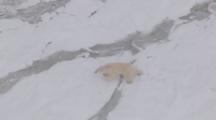 Polar Bear Picks Its Way Over Ice Pack