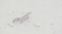 Mother Polar Bear And Cub Break Pick Their Way Through Thin Ice Fleeing Male Bear In Blowing Snow