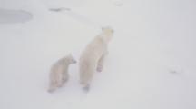 Mother Polar Bear And Cub Break Pick Their Way Through Thin Ice Fleeing Male Bear In Blowing Snow