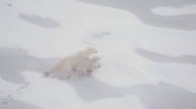Mother Polar Bear And Cub Break Through Thin Ice Fleeing Male Bear In Blowing Snow