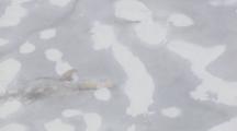 Mother Polar Bear And Cub Break Through Thin Ice Fleeing Male Bear In Blowing Snow Exnice