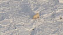Polar Bear Sniffs Snow Then Digs Testing Ice Conditions On Frozen Bay?
