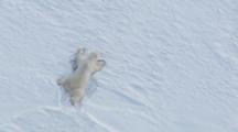Stunning Cineflex Aerial Of Polar Bear Breaks Though Snow On Land Fast Ice Drags Self Toward Ice Edge  Exnice Alaska Animal