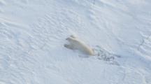 Polar Bear Drags Self Through Snow After Breaking Through Soft Ice Floe