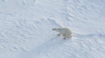 Polar Bear Drags Back Legs In Snow Walks Along Edge Of Land Fast Ice