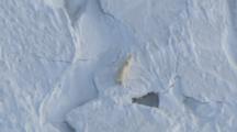 Polar Bear Walks Over Snow Covered Ice Floes