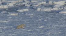 Polar Bear Struggles To Walk On Thin Ice
