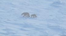 Polar Bear Mother With One Cub Approaches Mother With Two Cubs Mother And Twins Run Away