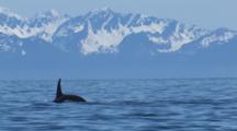 Pod Of  Killer Whales Surface Blow Then Submerge In Front Of Snowy Mountains