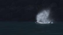 Sun Glints Off The Back Of Killer Whale As It Surfaces Blows Backlit Spray And Submerges