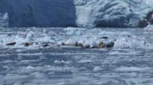 Harbor Seals Rest On Ice Bergs In Front Of Massive Glacier And Small Calving Event