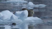 Two Harbor Sealls On Ice Berg With Harbor Seal Spying From The Water
