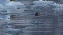 Harbor Seal Spying From Between Ice Bergs Blinks Eyes Flares Nostrils