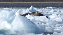 Harobr Seals Rest On Ice Among Many Ice Bergs Bobbing In Waves Caused By Glacier Calving