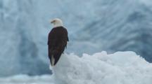Bald Eagle Calmly Sits On Drifting Iceberg In Front Of Glacier Face