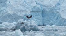 Bald Eagle Flies Low Over Iceberg Filled Water Then Perches On Drifting Blue Iceberg In Front Of Glacier Face And Calls