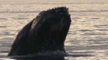 Humpback Whale Breaches Head Only Comes Out Of Water Bumps Barnacles Visible