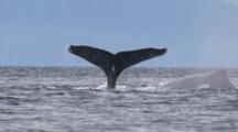 Humpback Whale Group Diving Showing Tail Flukes