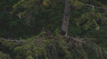 Two Juvenal Bald Eagles Sit And Eat In Their Nest In Spruce Tree
