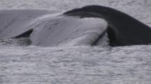 Super Close Up Humpback Whale Breathes, Muscles Flex Around Blow Hole Then Dives Shows Tail Fluke Exnice