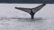 Humpback Whale Dives Shows Tail Fluke With Kelp Growing On Tips Exnice
