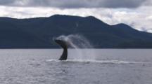 Humpback Whale Tail Fluke Slapping The Water Over And Over Again Exnice