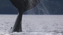 Extreme Closeup Humpback Whale Tail Fluke Slapping The Water Other Whales Swim Spout Nearby