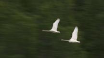 Brilliant White Tundra Swans Flying Over Deep Green Boreal Forest