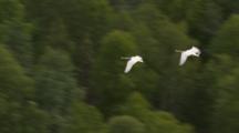 Brilliant White Tundra Swans Flying Over Deep Green Boreal Forest Exnice