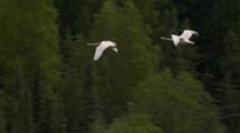 Cineflex Aerial Of Tundra Swans Flying Cross From Forest Into Wetlands